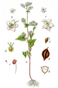 317px-fagopyrum_esculentum_sturm64.jpg