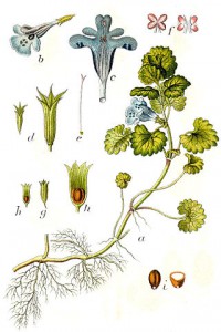 320px-glechoma_hederacea_sturm27.jpg