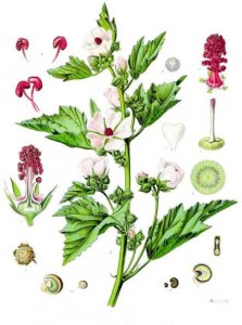 althaea_officinalis_-_kohler---s_medizinal-pflanzen-008.jpg