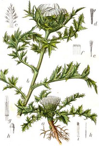 327px-carlina_acaulis_sturm17.jpg