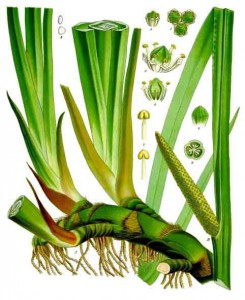 acorus_calamus_-_kohler---s_medizinal-pflanzen-006.jpg