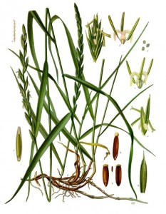 elytrigia_repens_-_kohler---s_medizinal-pflanzen-203.jpg