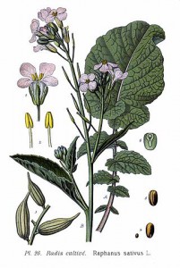 321px-26_raphanus_sativus_l.jpg