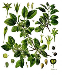 397px-rhamnus_cathartica_-_kohler---s_medizinal-pflanzen-255.jpg