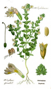 278px-illustration_euphrasia_rostkoviana0_clean.jpg