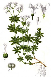 316px-galium_odoratum_sturm47.jpg