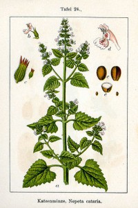 320px-nepeta_cataria_sturm24.jpg