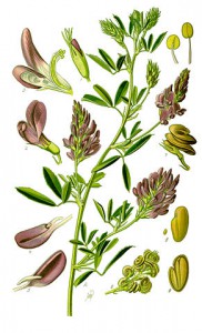 291px-illustration_medicago_sativa1.jpg