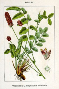 320px-sanguisorba_officinalis_sturm58.jpg