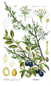 288px-illustration_prunus_spinosa1.jpg
