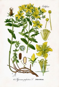 hypericum_perforatum_i01.jpg