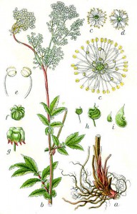 307px-filipendula_ulmaria_sturm12.jpg