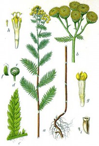 326px-tanacetum_vulgare_sturm13047.jpg