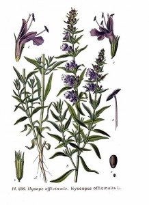 435px-256_hyssopus_officinalis_l.jpg