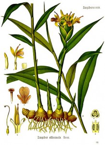 348px-zingiber_officinale_-_kohler---s_medizinal-pflanzen-146.jpg