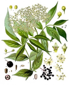 sambucus_nigra_-_kohler---s_medizinal-pflanzen-127.jpg