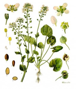 cochlearia_officinalis_-_kohler---s_medizinal-pflanzen-186.jpg