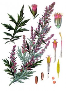 artemisia_vulgaris_-_kohler---s_medizinal-pflanzen-016.jpg