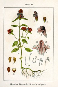 prunella_vulgaris_sturm30.jpg