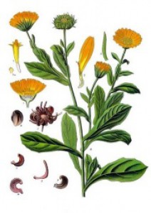 339px-calendula_officinalis_-_kohler---s_medizinal-pflanzen-024.jpg