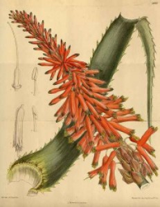 461px-aloe_arborescens_natalensis_142-8663.jpg