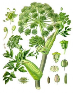angelica_archangelica_-_kohler---s_medizinal-pflanzen-158.jpg