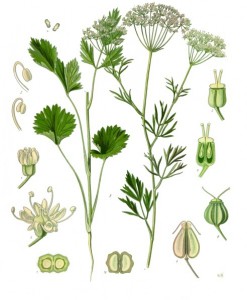 pimpinella_anisum_-_kohler---s_medizinal-pflanzen-240.jpg