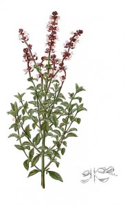 363px-ocimum_basilicum_blanco2.407-cropped.jpg