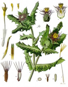 centaurea_benedicta_-_kohler---s_medizinal-pflanzen-043.jpg