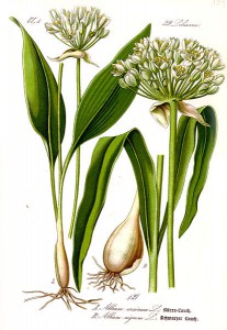 413px-illustration_allium_ursinum1.jpg