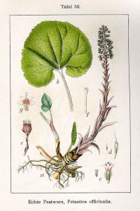 petasites_hybridus_sturm53.jpg
