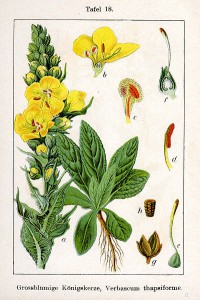 400px-verbascum_densiflorum_sturm18.jpg