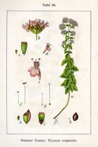 origanum_vulgare_sturm56.jpg