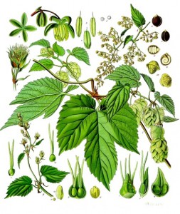 humulus_lupulus_-_kohler---s_medizinal-pflanzen-072.jpg