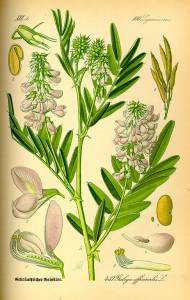 487px-illustration_galega_officinalis0.jpg