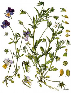 549px-viola_tricolor_-_kohler---s_medizinal-pflanzen-280.jpg