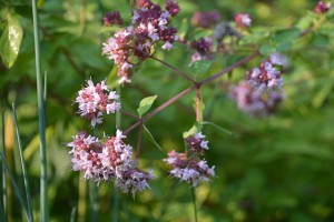 marjoram_-origanum_majorana-_02.jpg