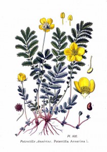 102_potentilla_anserina_l.jpg