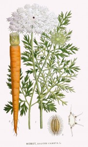 daucus_carota.jpg