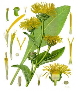 inula_helenium_-_kohler---s_medizinal-pflanzen-210.jpg