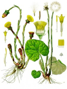 tussilago_farfara_-_kohler---s_medizinal-pflanzen-142.jpg