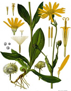 561px-arnica_montana_-_kohler---s_medizinal-pflanzen-015.jpg