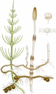 464px-equisetum_arvense_-_billeder_af_nordens_flora_-v2._1917-_-19750676683-_clean-.jpg