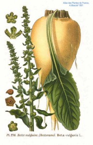 276_beta_vulgaris_l.jpg
