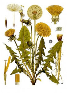 523px-taraxacum_officinale_-_kohler---s_medizinal-pflanzen-135.jpg