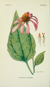 addisonia_-plate_114-_-8592466100-.jpg