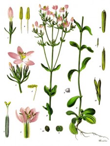 centaurium_erythraea_-_kohler---s_medizinal-pflanzen-058.jpg
