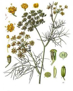 385px-foeniculum_vulgare_-_kohler---s_medizinal-pflanzen-148.jpg