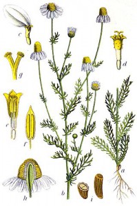 319px-matricaria_recutita_sturm13045.jpg
