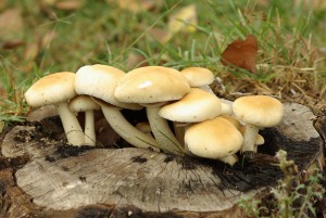 agrocybe_aegerita.jpg